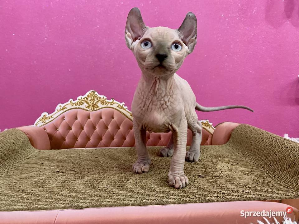 Sfinks elf księżniczki łyse Rodowód Zawiercie