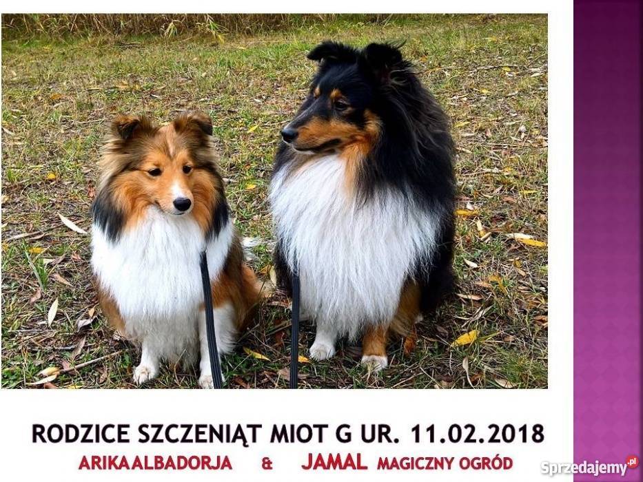 Owczarek Szetlandzki śniady piesek Rodowód ZKWP