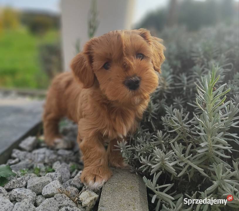 Hawańczyk rodowód FCI