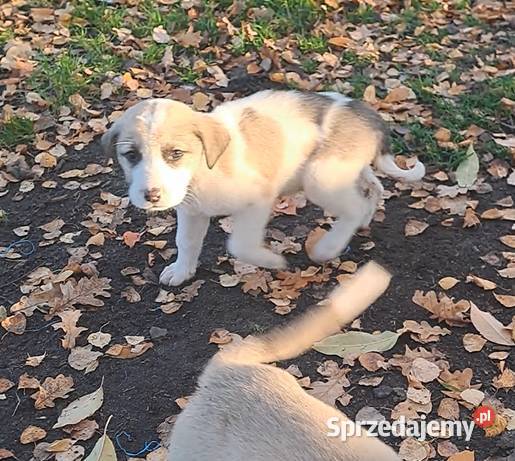 Owczarek środkowoazjatyczki szczenię Owczarek Złotów