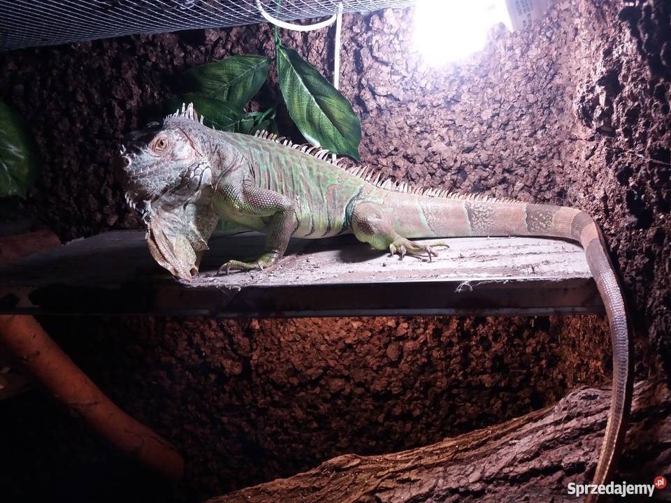 Legwan Iguana z terrarium bez Radłów