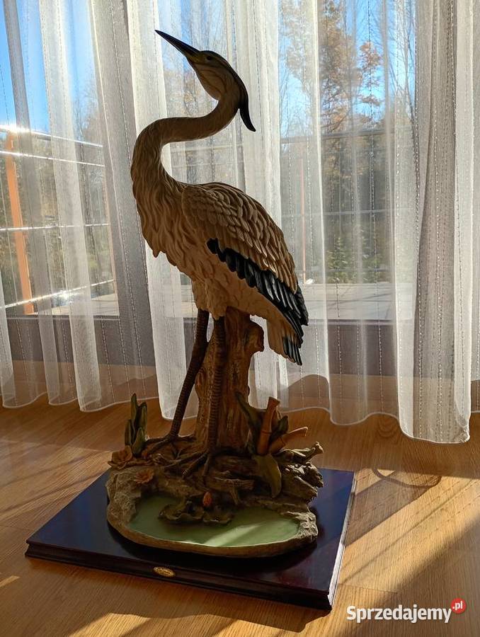 C Z A P L A duża żywa