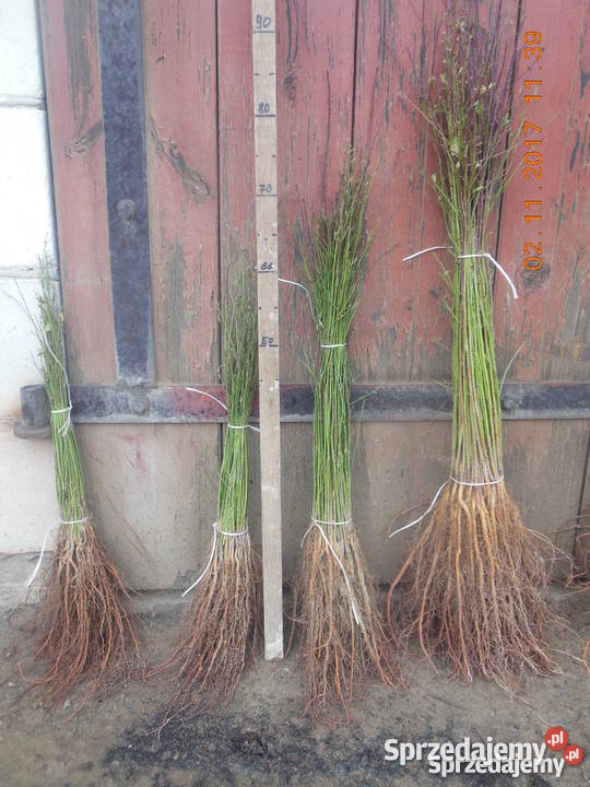 Podkładki generatywne