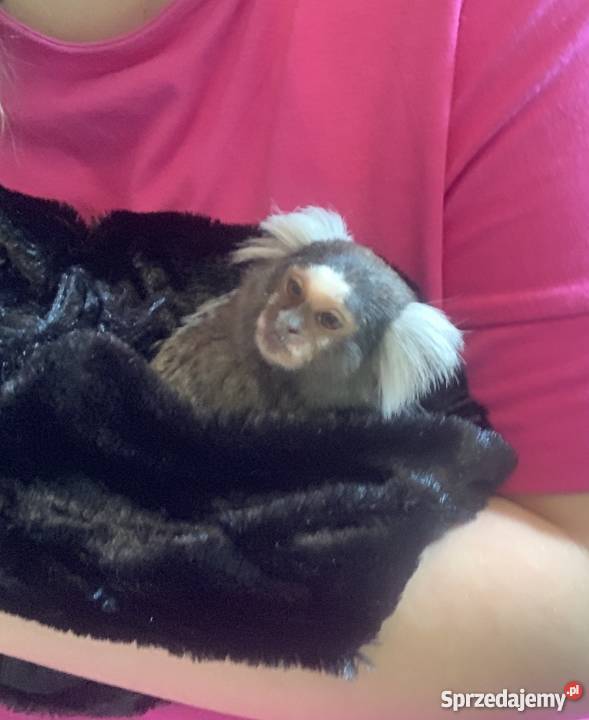 Małpka Marmozeta Białoucha Callithrix jacchus