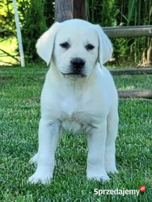 Labrador retriever pochodzenie fci