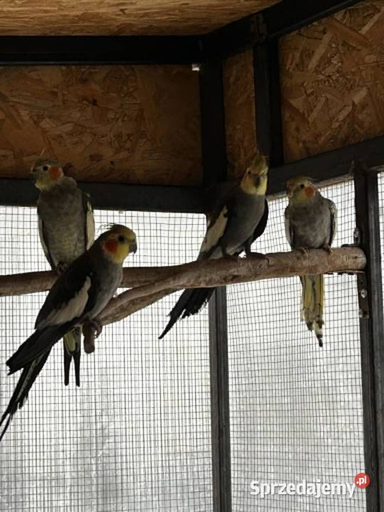 papugi nimfa sprzedam