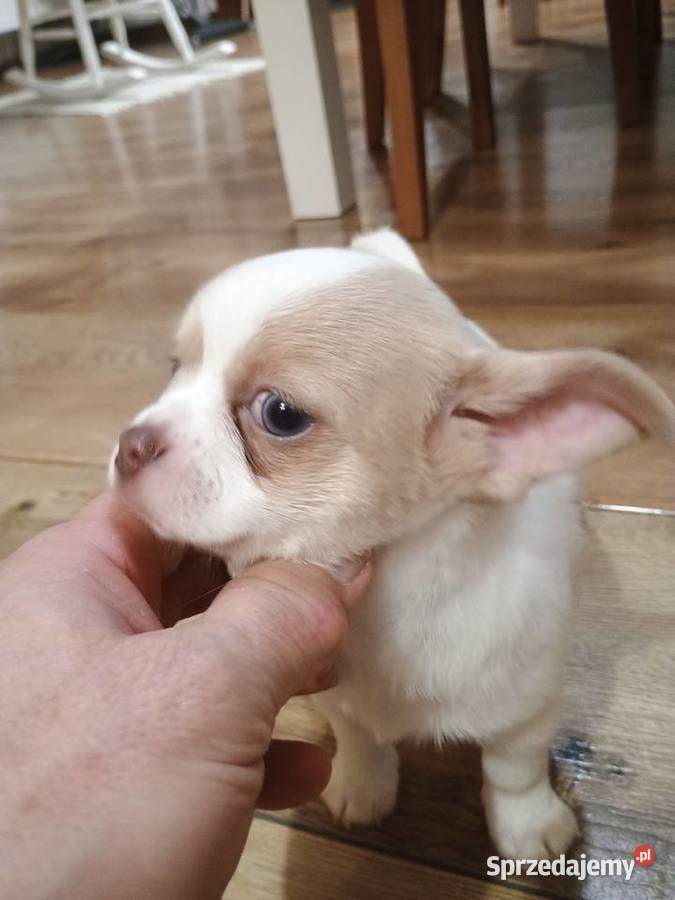 Chihuahua dziewczynka białoliliowa