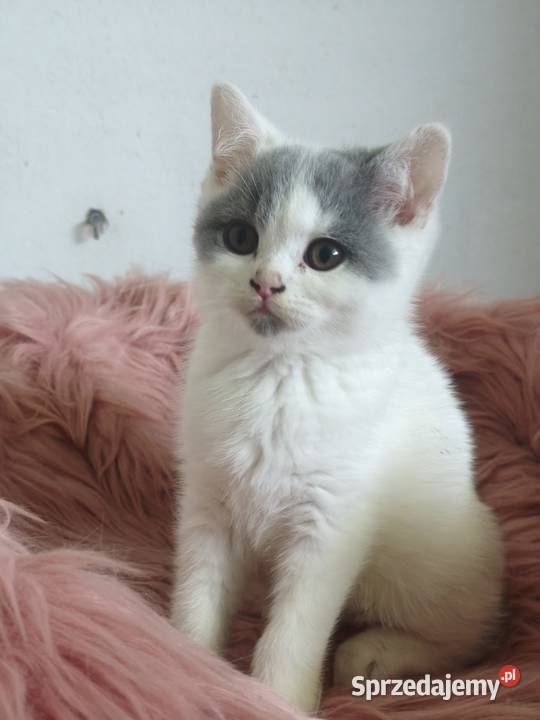 Brytyjski krótkowłosy Tarnów sprzedam