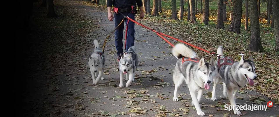 Sportowy Pas Biodrowy do Biegania z Psem śląskie Tychy sprzedam