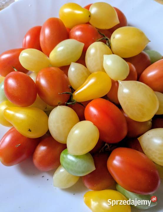 Pomidory koktajlowe nasiona Barrys Cherry małopolskie Kraków