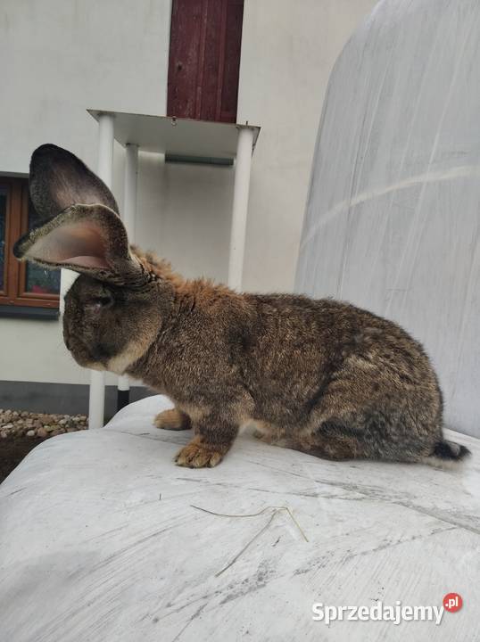 Sprzedam samca olbrzym belgijski Przeradz Wielki