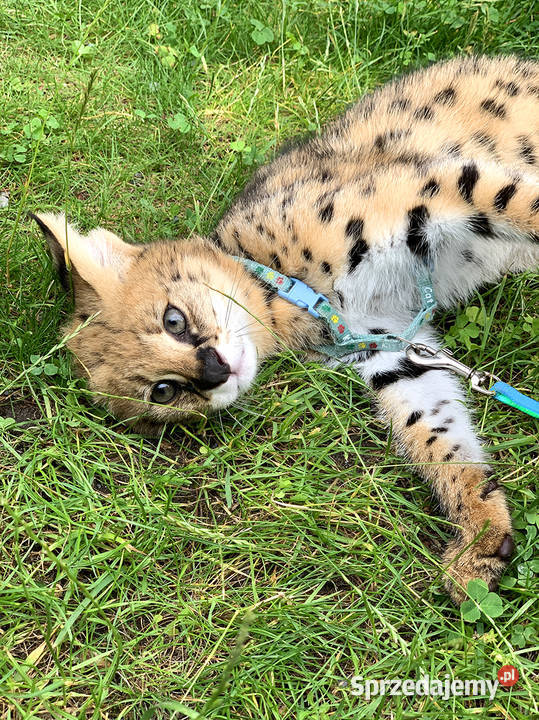 Piękny młody Serwal Afrykański Leptailurus łódzkie Łódź