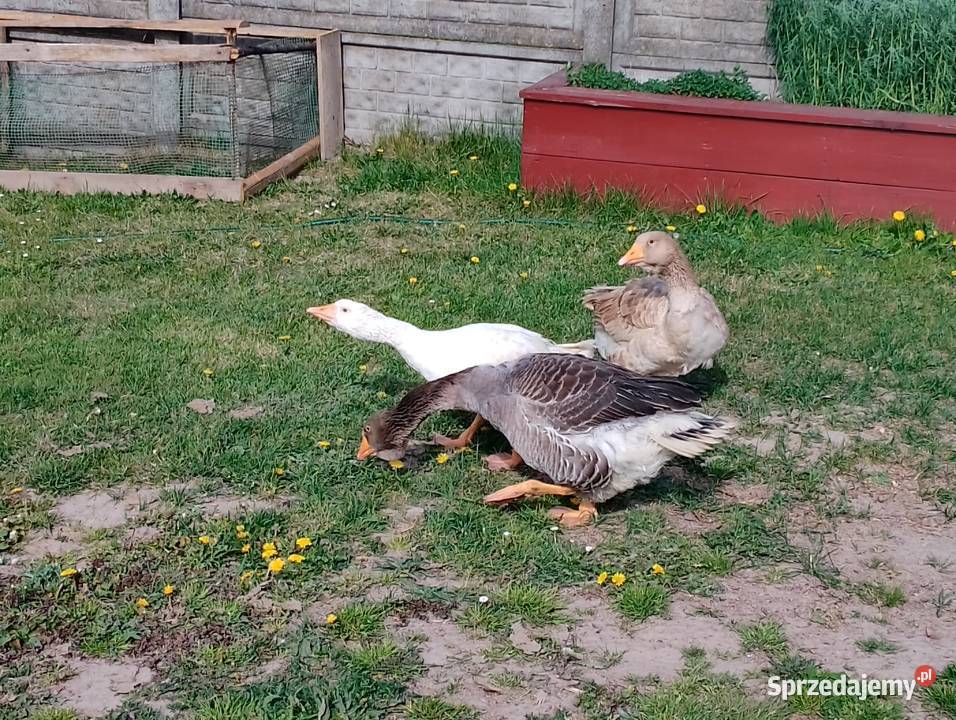 Sprzedam gęsi Smoryń
