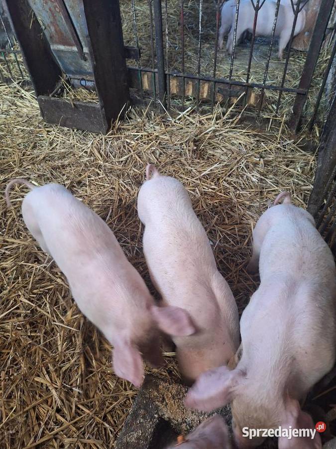 Prosięta Trzoda chlewna