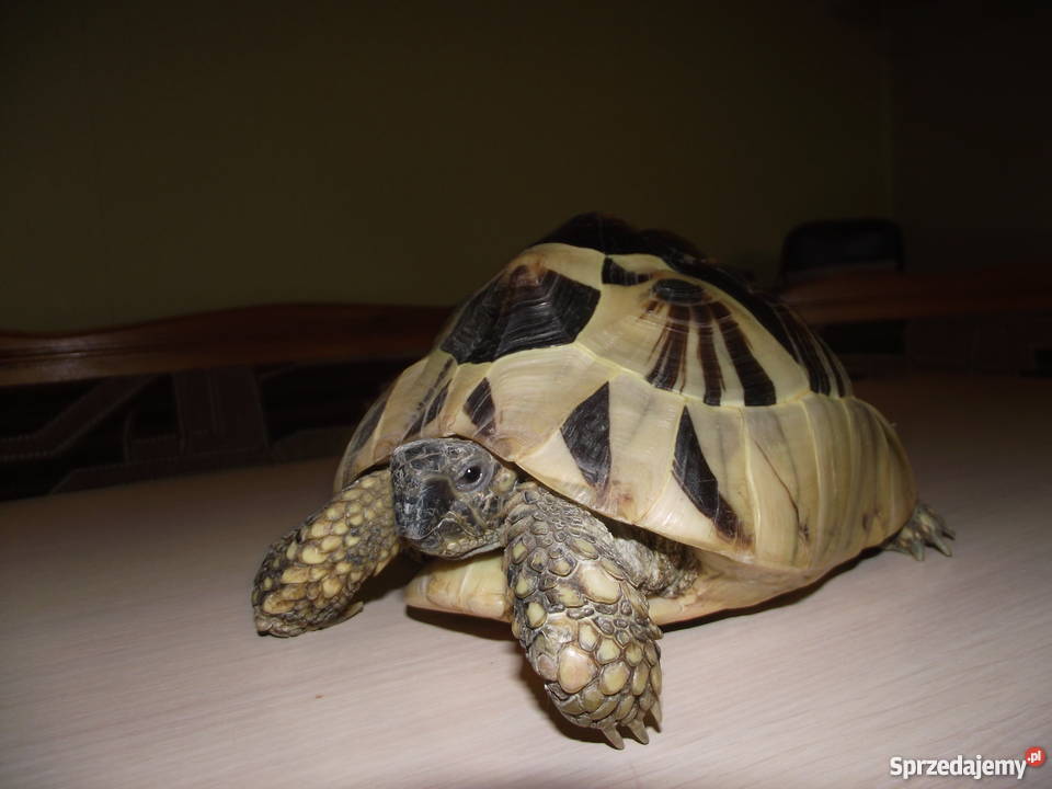 żółw grecki terrarium Pozostałe