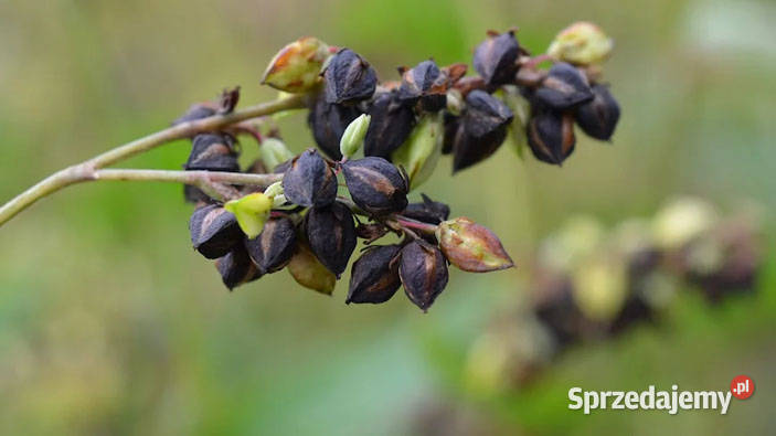 Herbata Soba Cha 1 Kobylanka