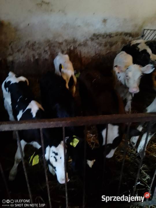 Byczki i jałoweczki do dalszego chowu Mzurowa
