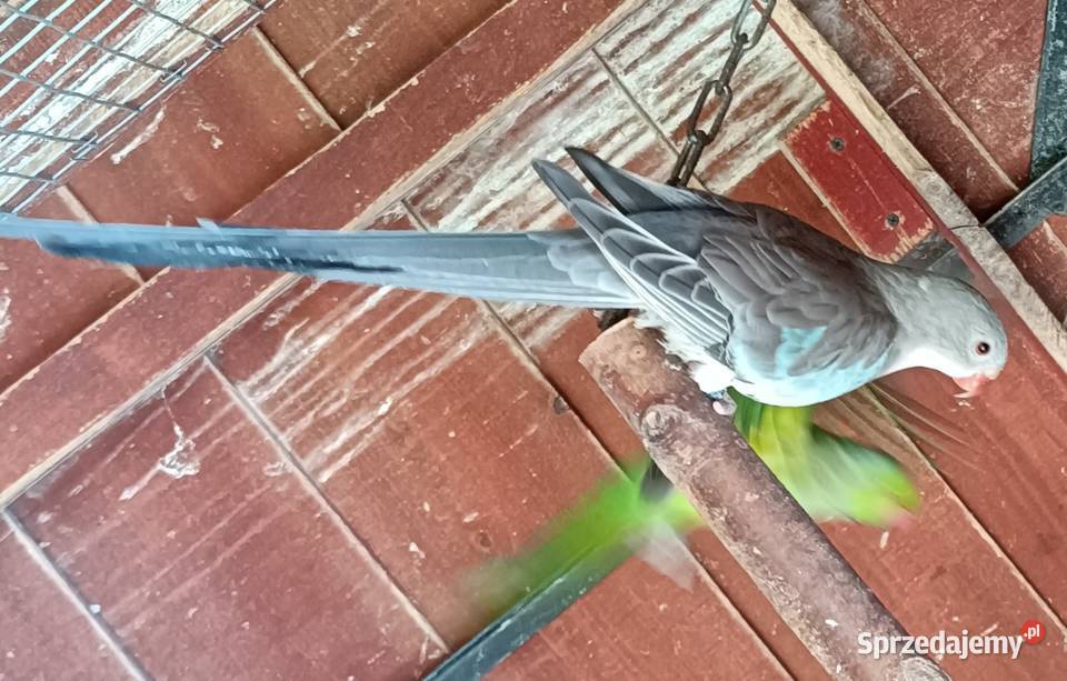 Księżniczka Walii 2023r samica Zwierzęta dolnośląskie Ścinawa