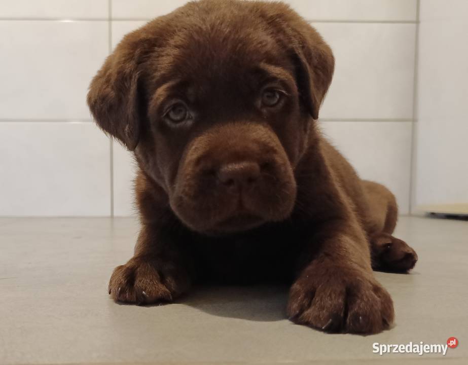 Labrador Retriever Czekoladowa Suczka ZkwpFCI małopolskie Dąbrowa Tarnowska sprzedam