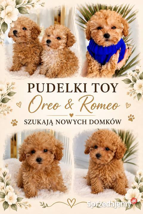 Mini pudelki toy Romeo Oreo bgenetyczne Jasło sprzedam