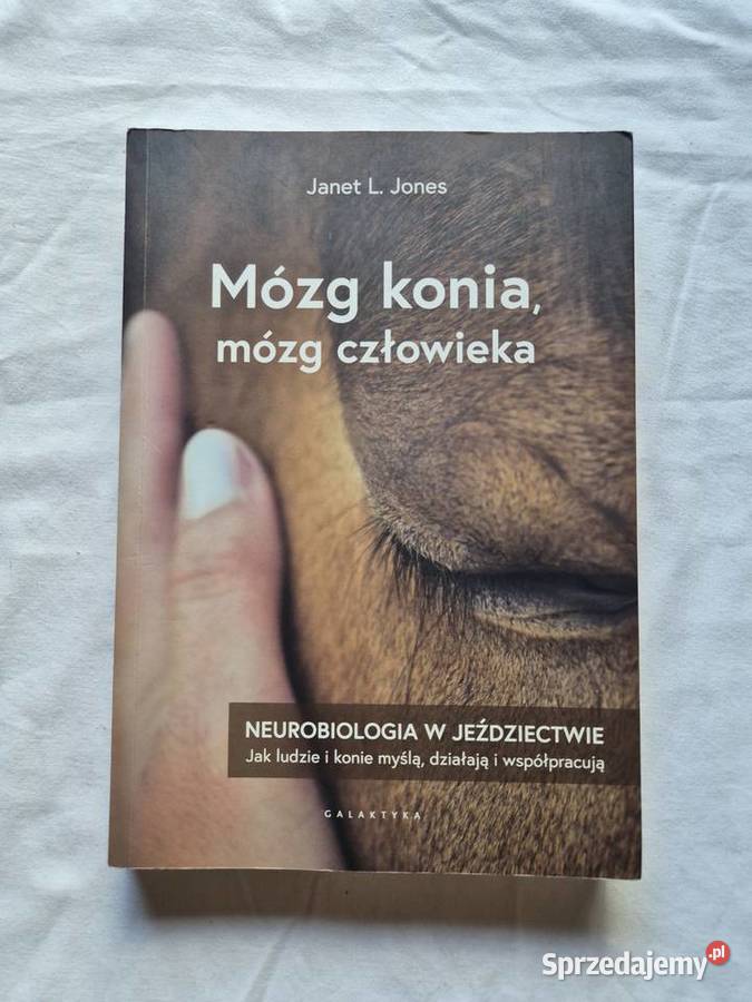 Mózg konia mózg człowieka
