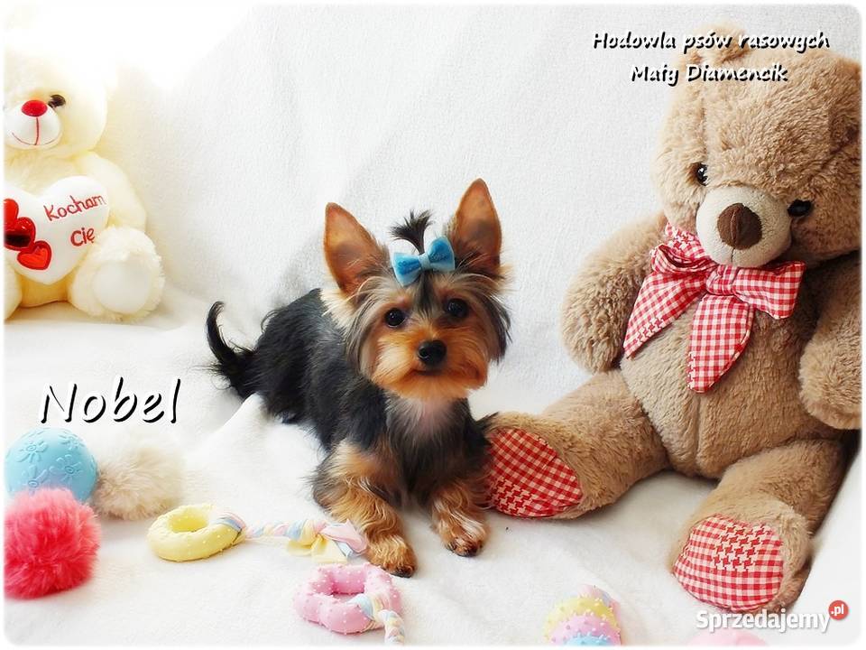 York Yorkshire Terrier Malutki Mini Piesek NOBEL