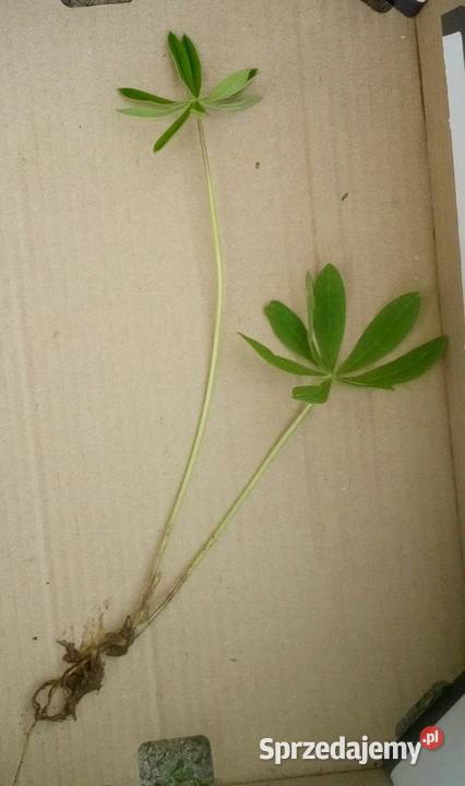 Łubinsadzonki 5 Gdynia