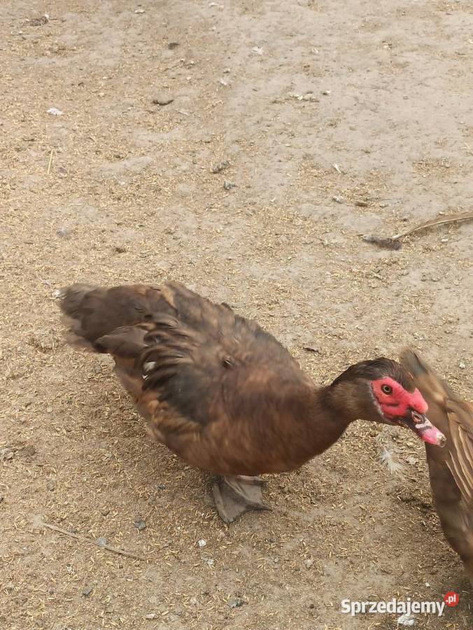Jaja lęgowe kaczek pizmowychfrancuskich lubelskie Krasnystaw sprzedam
