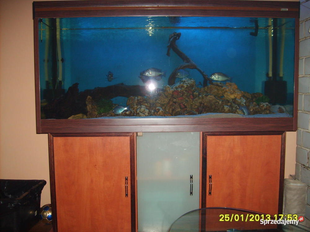 AKWARIUM 500L DO Z AKCESORIAMI Włocławek