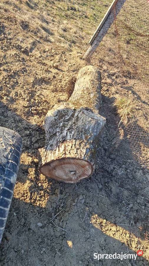 Orzrch włoski kłody Dom i Ogród Tarnów