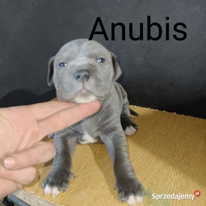American PitBull Terrier Żupawa