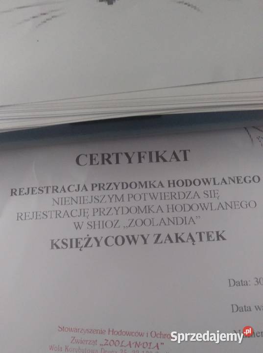 Szczeniaczek shih tzu puchate perełki Lubartów