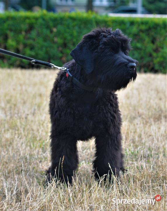 CZARNY TERIER ROSYJSKI szczenięta rodowodowe