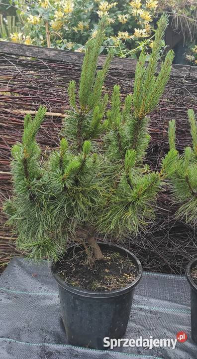 Sosna Czarna austriacka mazowieckie