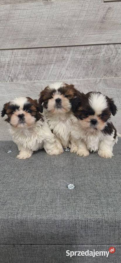 Shih Tzu suczki Shih Tzu