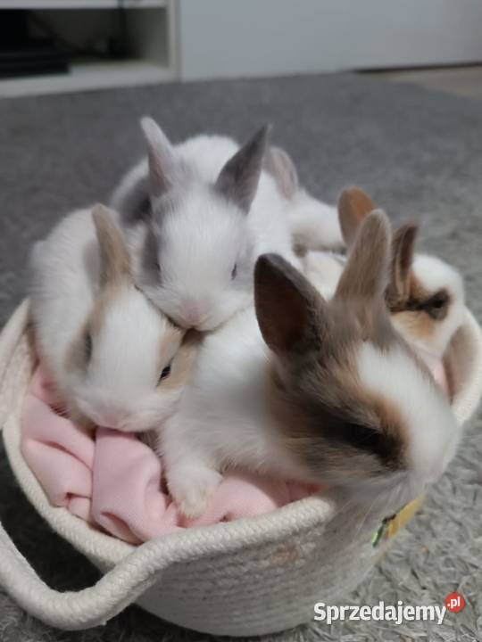 króliczki miniaturki Przemyśl