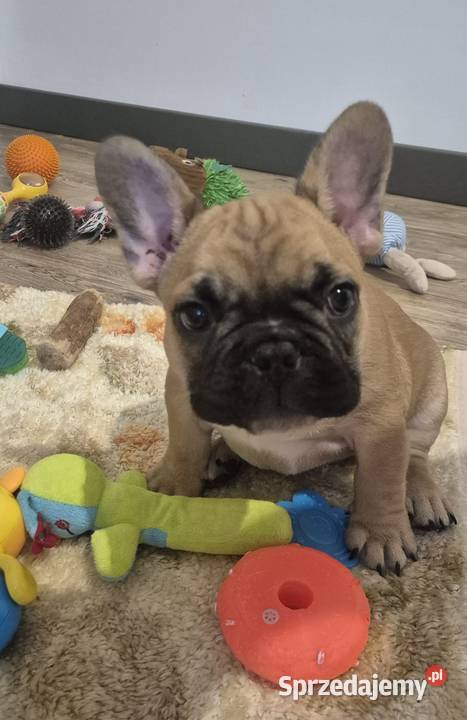Buldog francuski szczeniaczki Czyżeminek