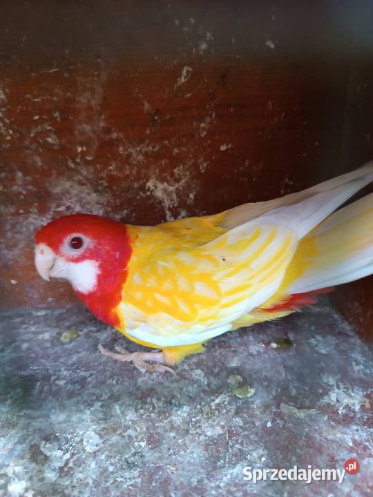 Rozella lutino i rozella białolica czerwona Opole sprzedam