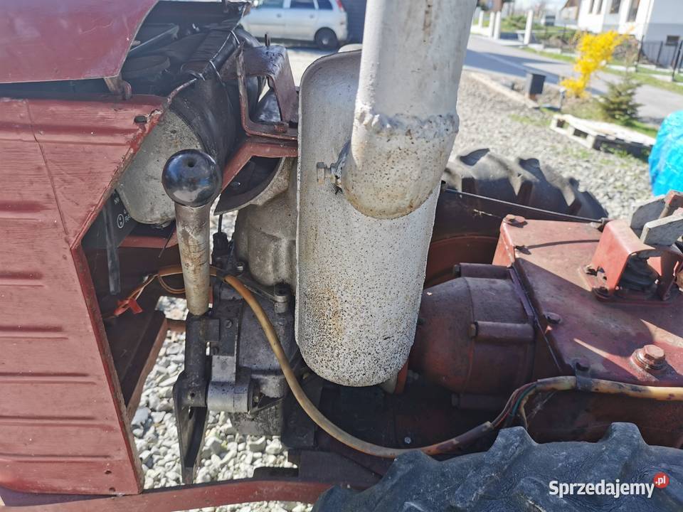 DZIK 21 Połom Duży sprzedam