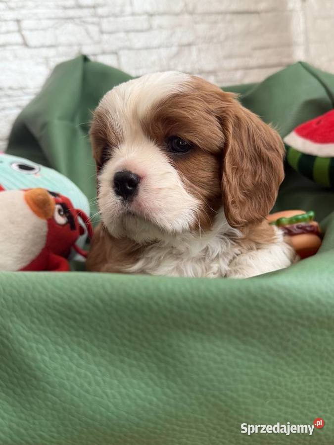 Cavalier King Charles Spaniel piesek Bambi Olsza sprzedam