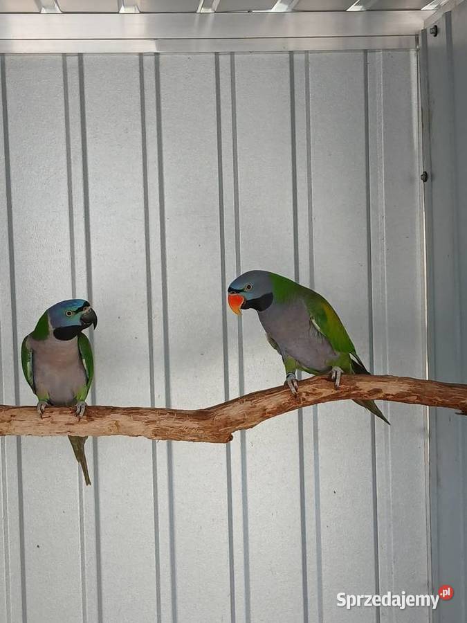 Aleksandretty pary chińska i obrozna Rawicz