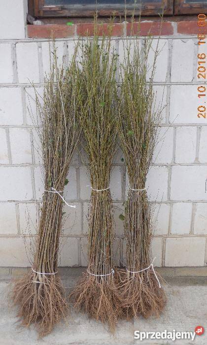 Podkładki generatywne jesień 2016 Bychawa