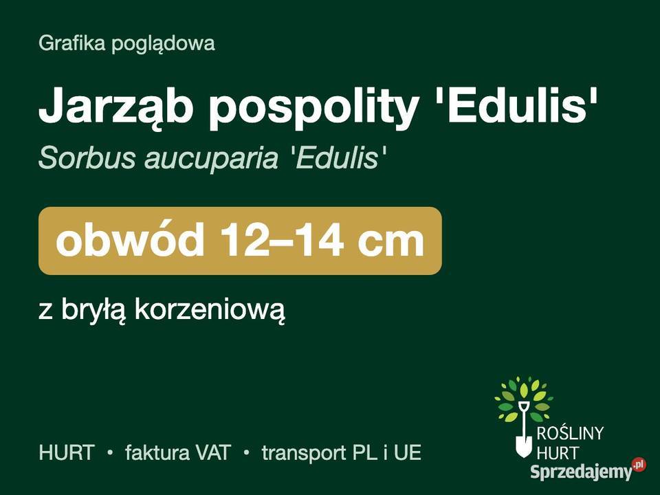 Jarząb pospolity Edulis obwód 1214 z bryłą HURT
