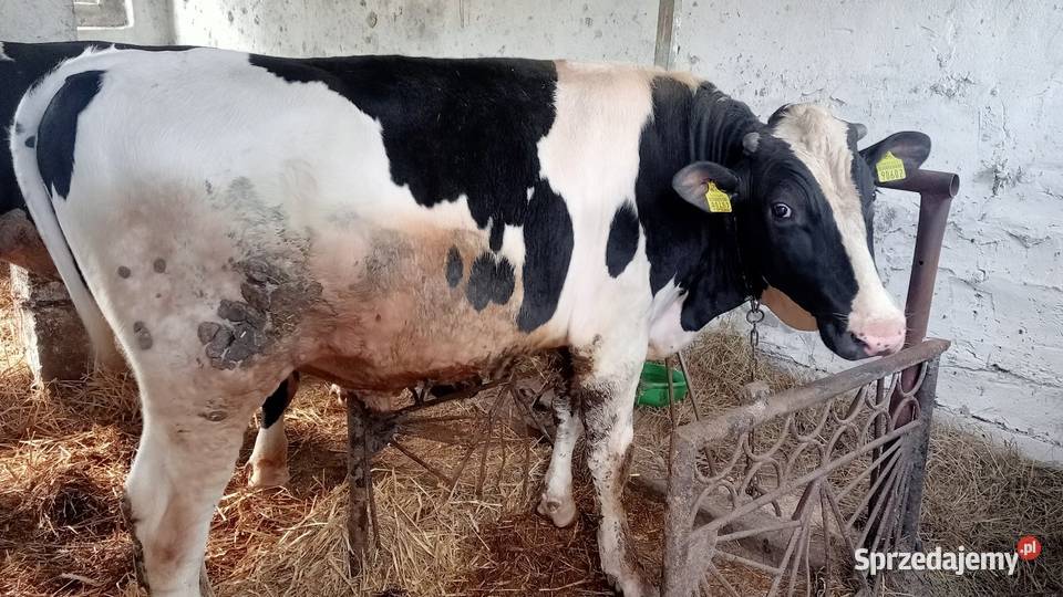 Byki opas do dalszej hodowli Sochaczew