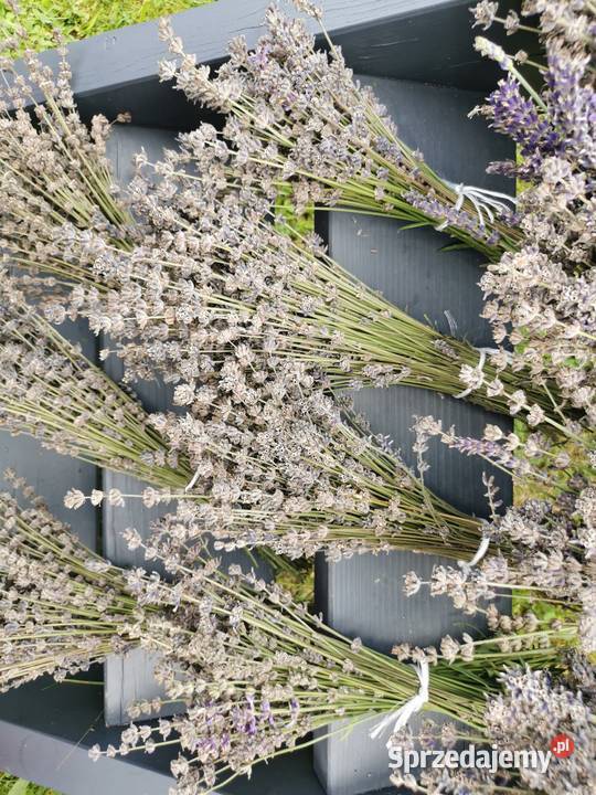 Lawenda ciętaekologiczna uprawa bukiety suszone Grojec