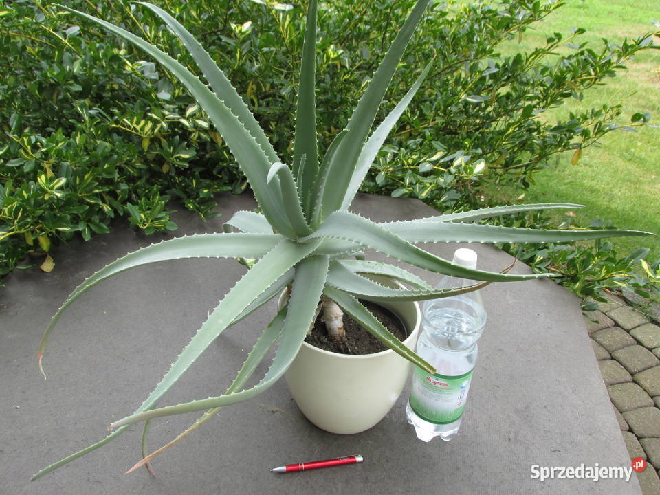 Ponad 5 letni olbrzymi aloes leczniczy Aloe Vera Kraków