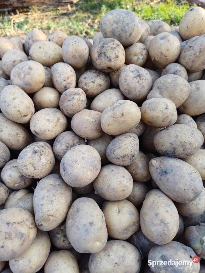 Sprzedam ziemniaki sadzeniaki kujawsko-pomorskie Bytoń