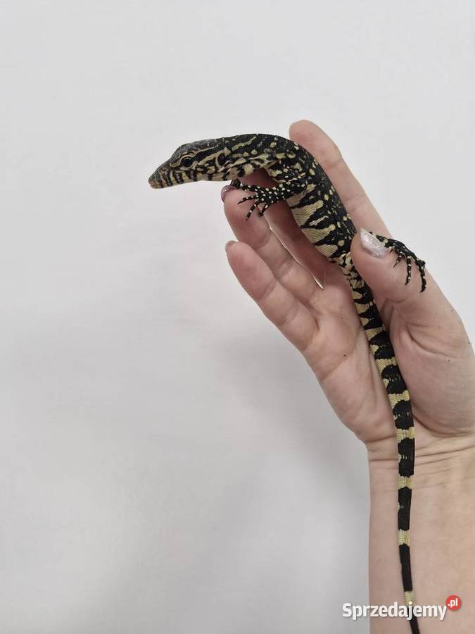 Varanus Ornatus Waran Ozdobny Oława