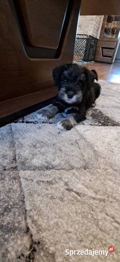 Sznaucer miniaturowy Słupca sprzedam