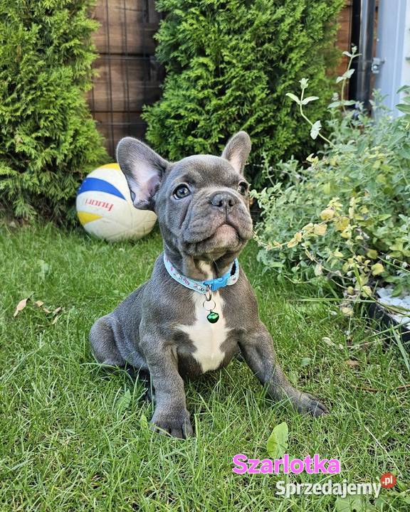 Buldozki francuskie blue blekitne Zbrudzewo